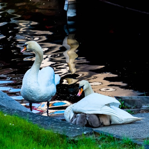 swans15.5.17a